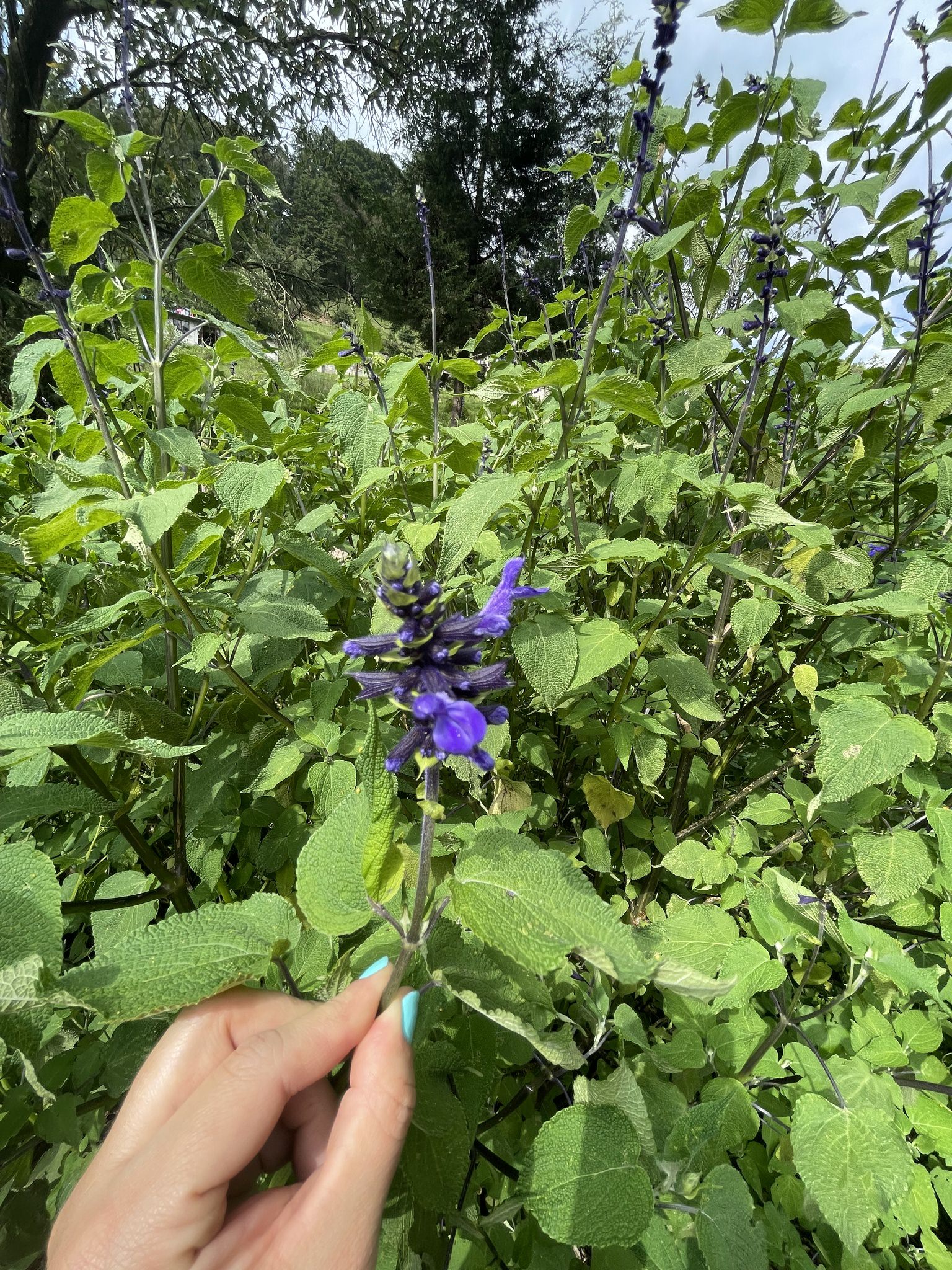 Salvia concolor